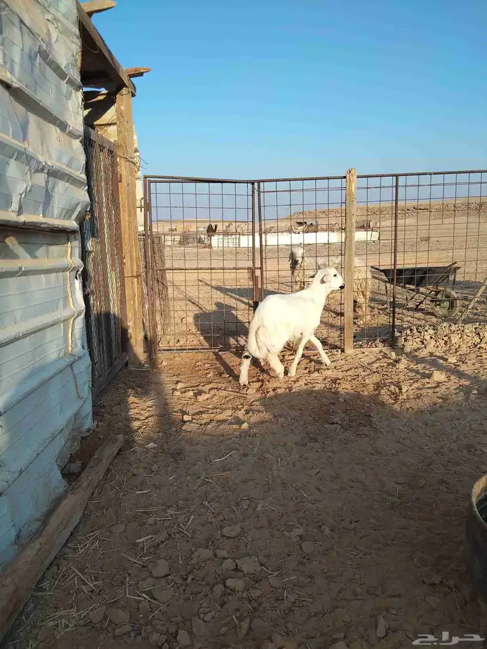 خروف لباني مقفل شحم على الحليب والشعير 2