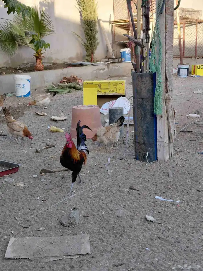 طقم برهما حجم جامبو وديك ابو تاج 9