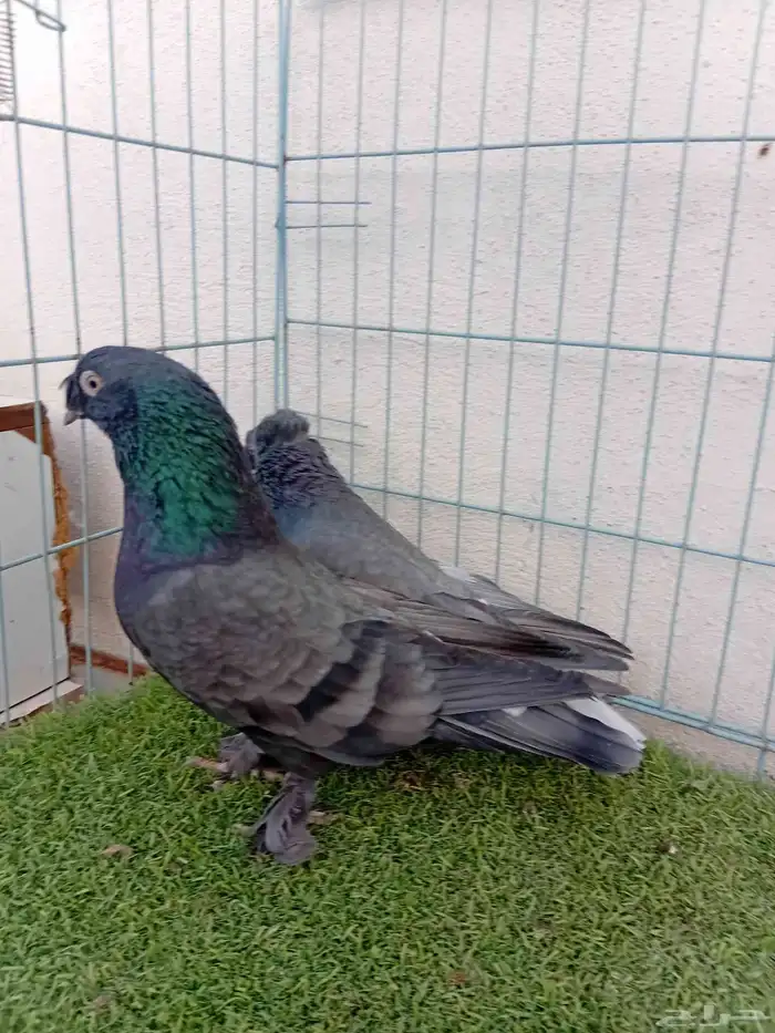 زوج تركي اخضر 4