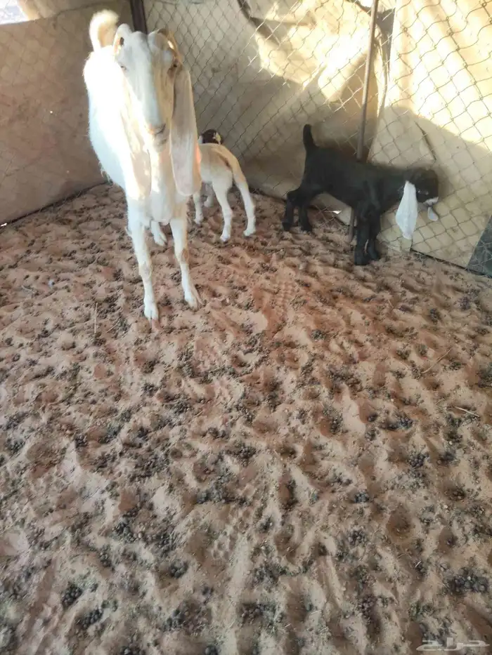 عنز معها اثنين تيوس السن موضح في الصوره واحد من السنون منكسر 1