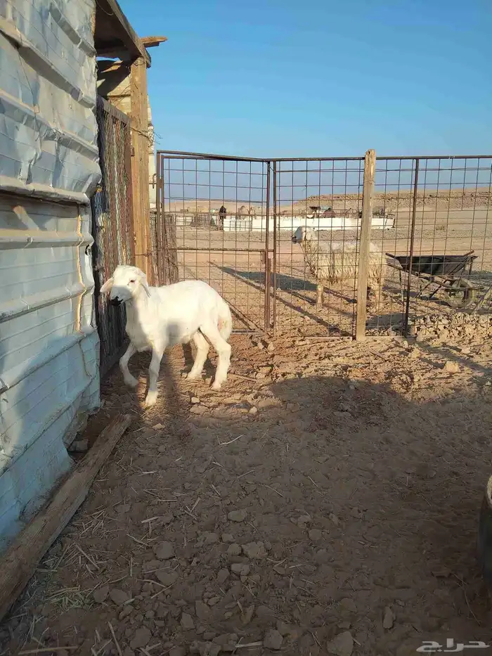 خروف لباني مقفل شحم على الحليب والشعير 1