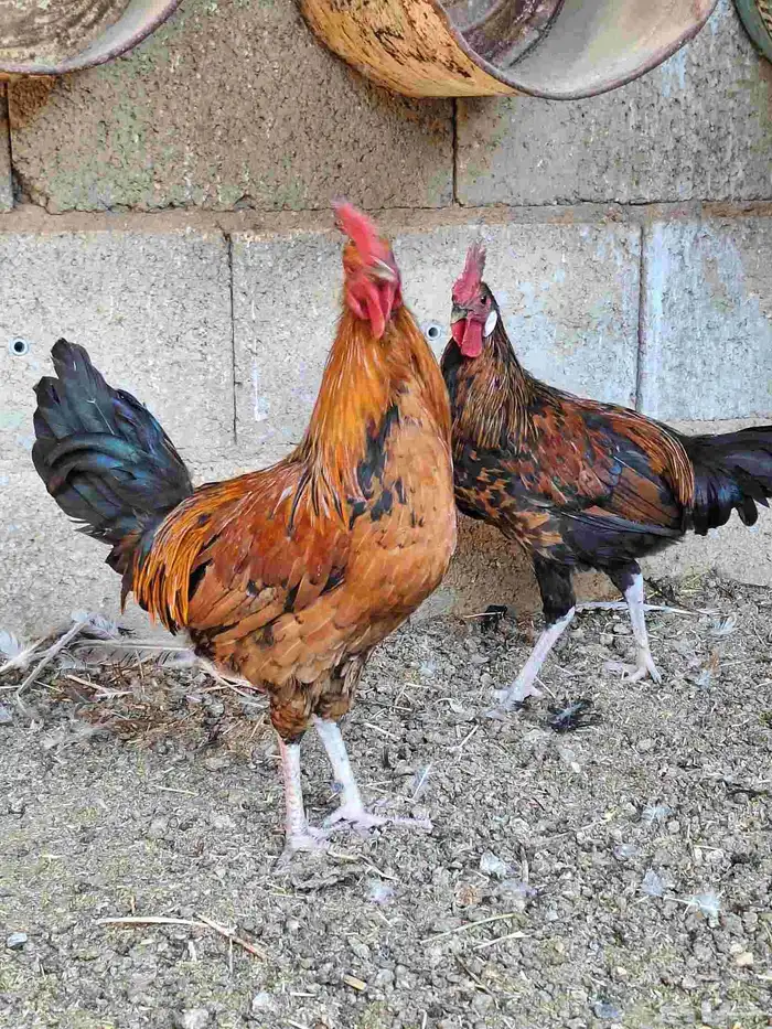 ديكه للبيع 1