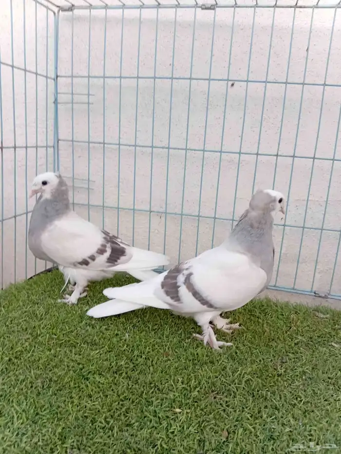 طبه تركي طواقي 6