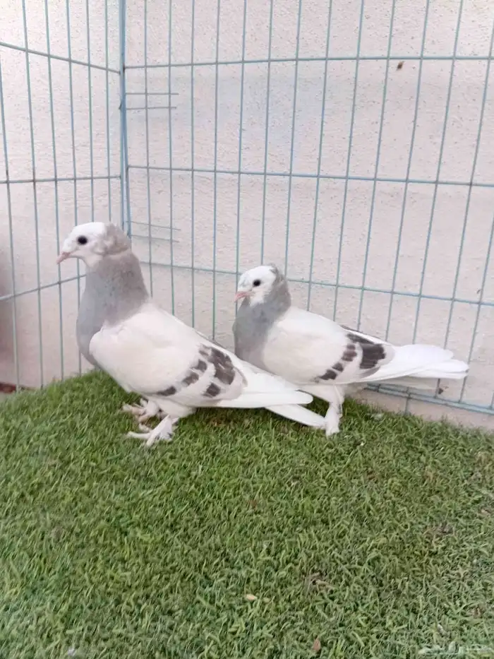 طبه تركي طواقي 4