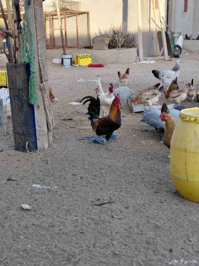 طقم برهما حجم جامبو وديك ابو تاج 15