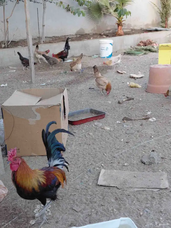 طقم برهما حجم جامبو وديك ابو تاج 8