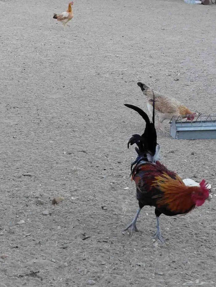 طقم برهما حجم جامبو وديك ابو تاج 13