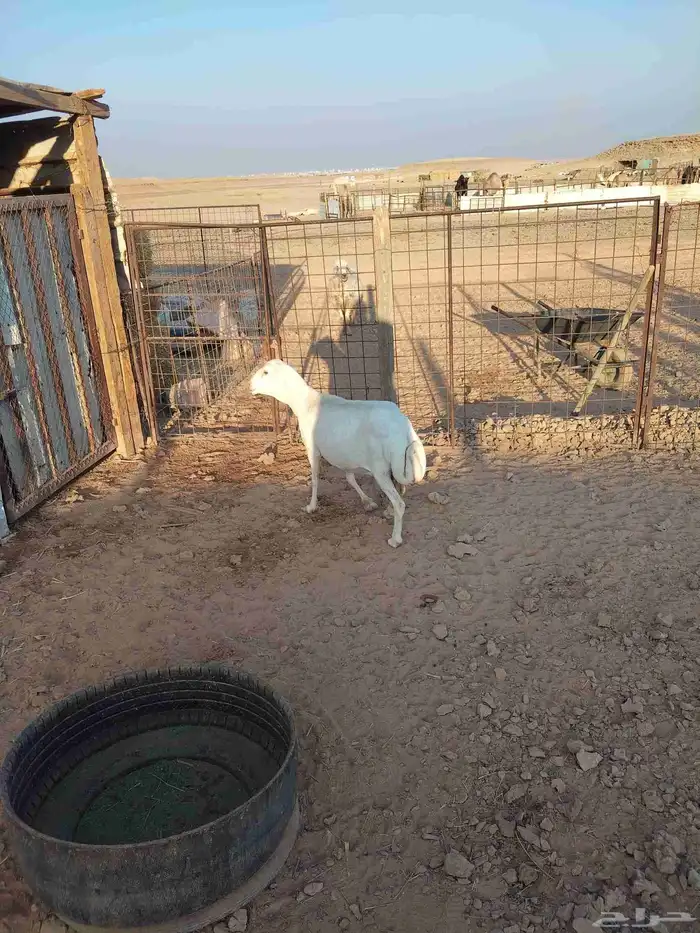 شاه حايل مقفله شحم على الشعير والبرسيم والتبن 3