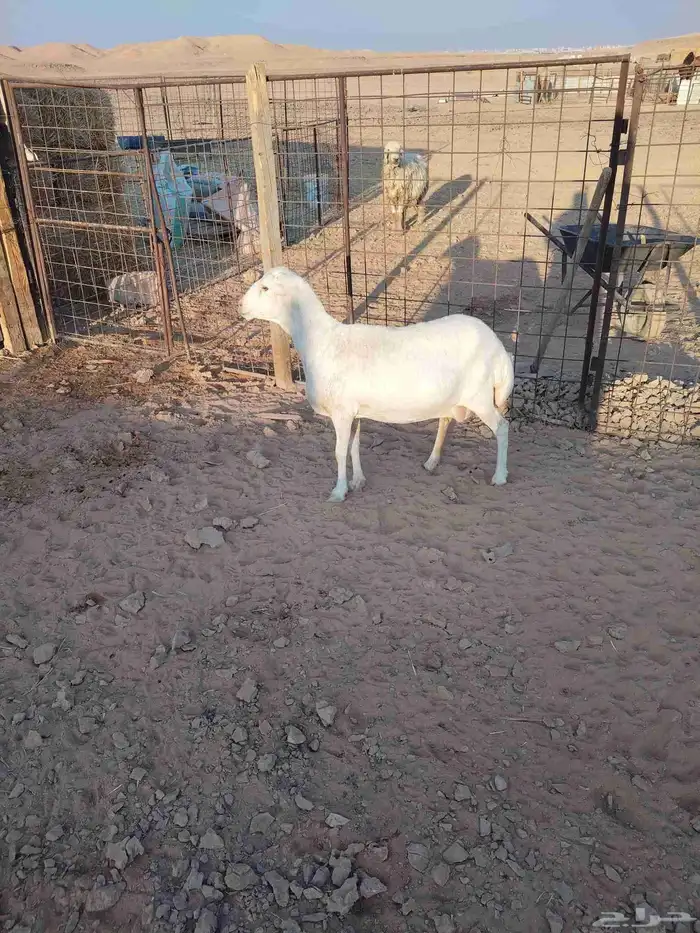 شاه حايل مقفله شحم على الشعير والبرسيم والتبن 1