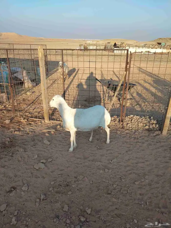 شاه حايل مقفله شحم على الشعير والبرسيم والتبن 2