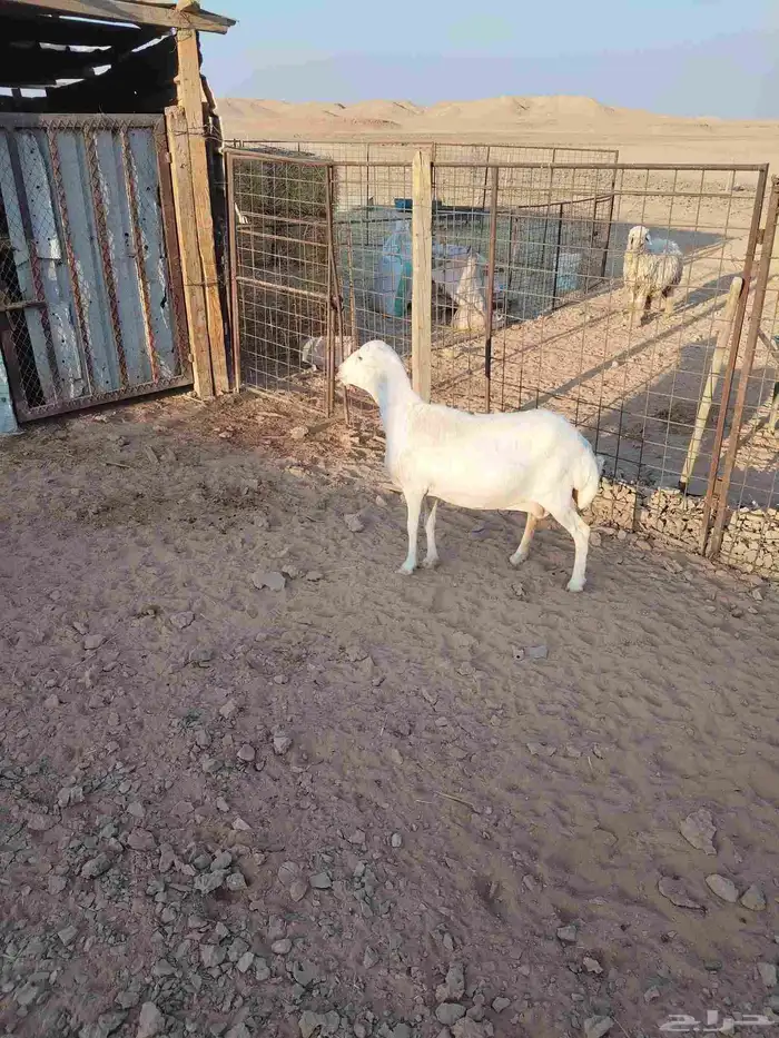 شاه حايل مقفله شحم على الشعير والبرسيم والتبن 0