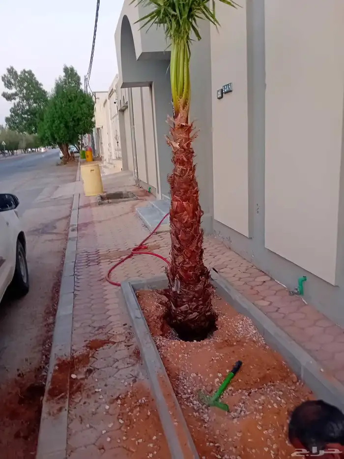 نخل وشنطني زينه للفل واستراحات والبيوت والقصور وا 6