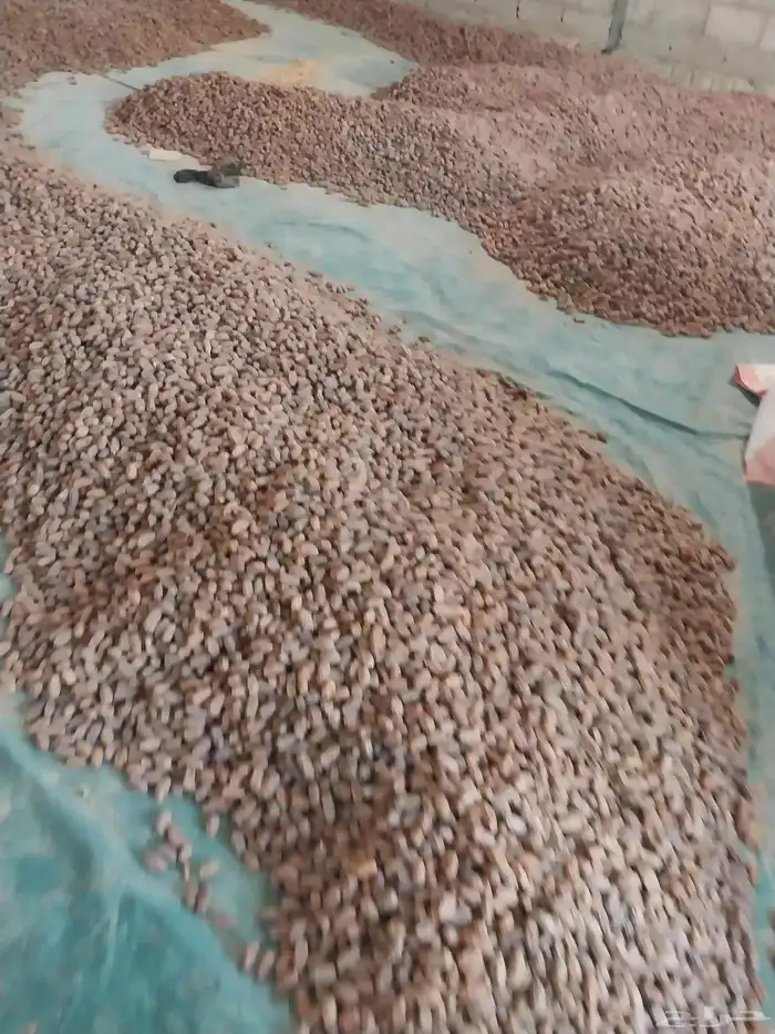 تمر حوالي 140كيس موقع درعيه 3