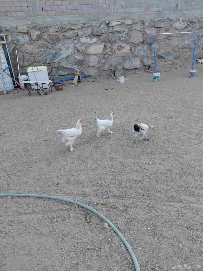 طقم برهما حجم جامبو وديك ابو تاج 2