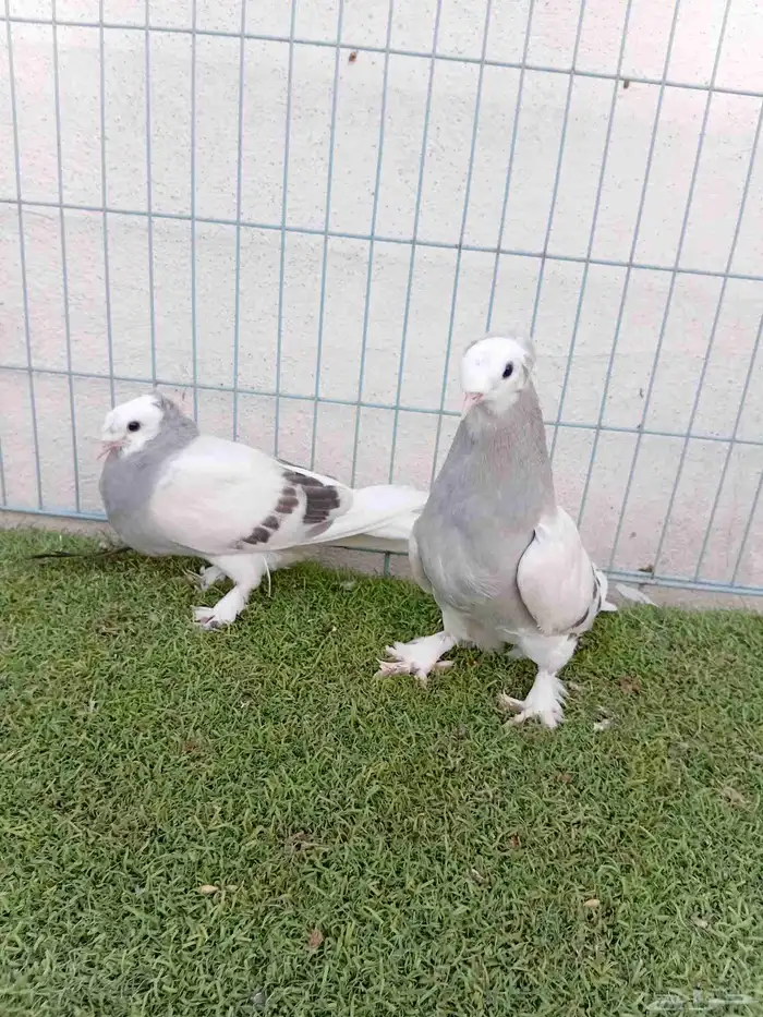 طبه تركي طواقي 2