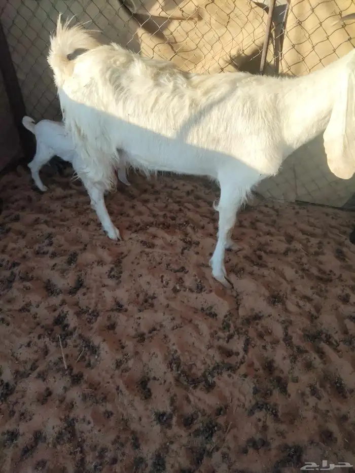 عنز معها اثنين تيوس السن موضح في الصوره واحد من السنون منكسر 2