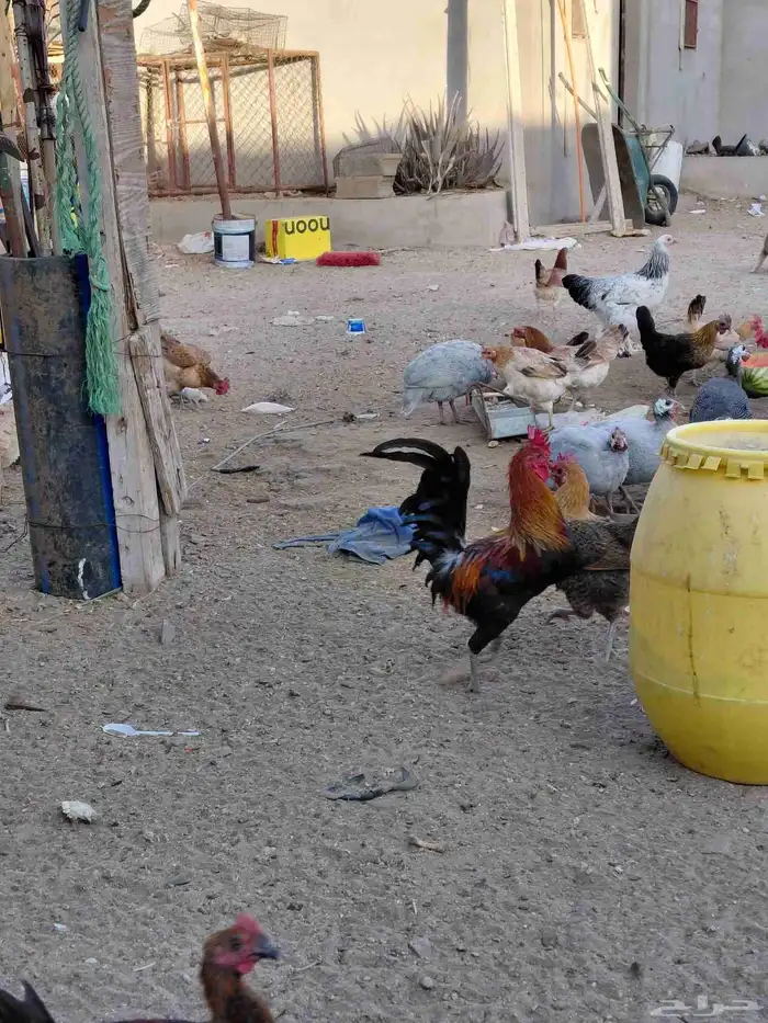 طقم برهما حجم جامبو وديك ابو تاج 14