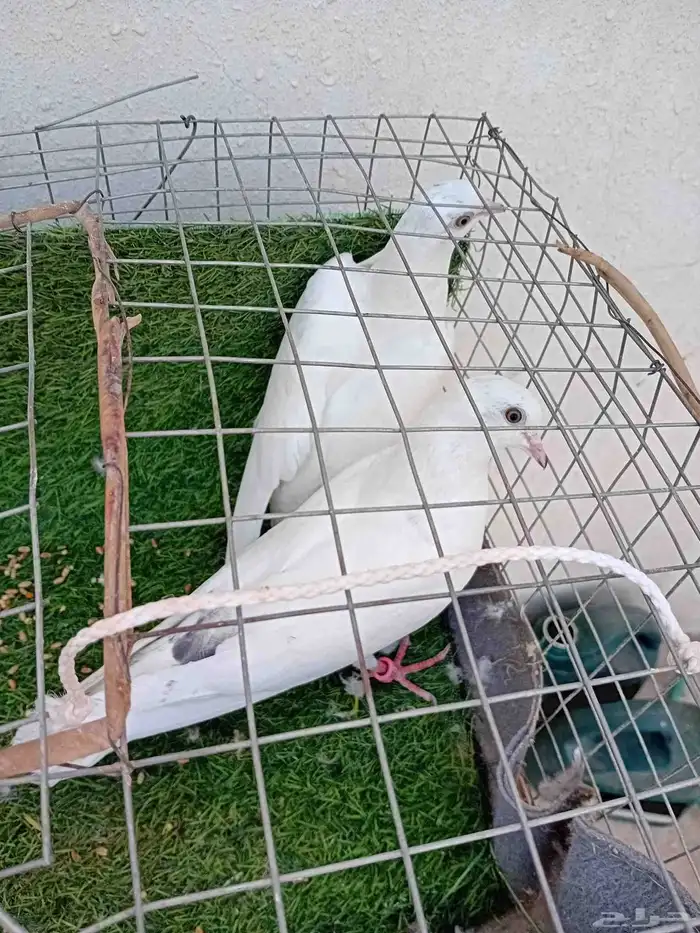 للبيع طبات باكستاني 2