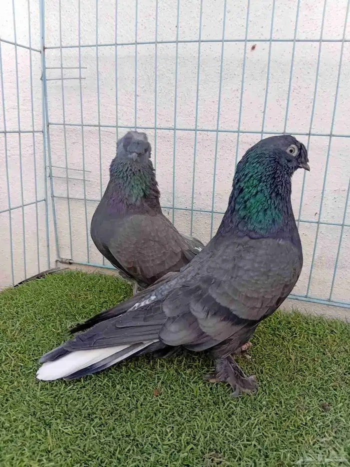 زوج تركي اخضر 6