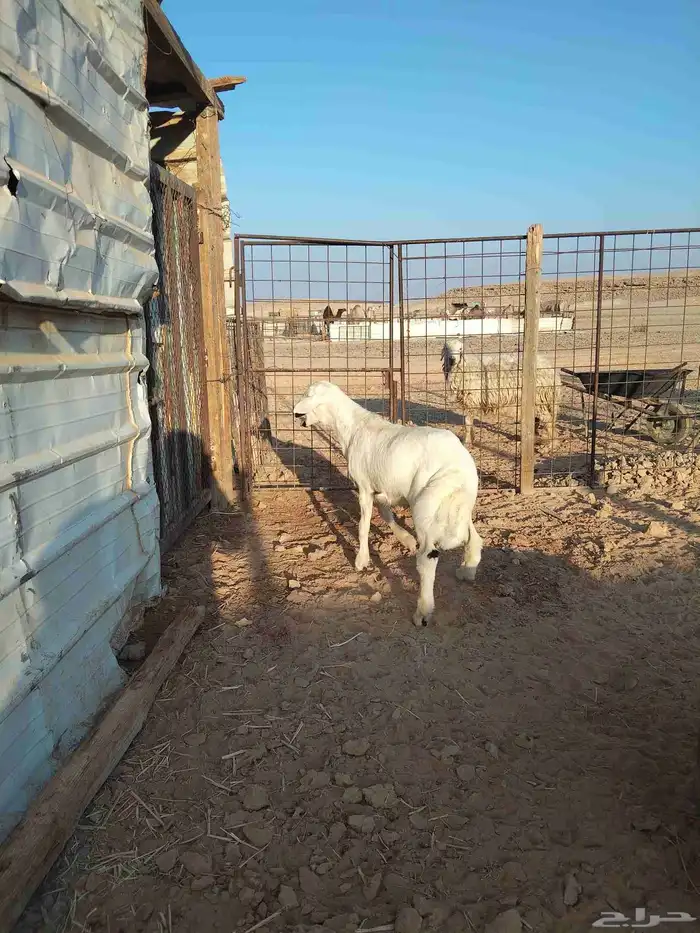 خروف لباني مقفل شحم على الحليب والشعير 0