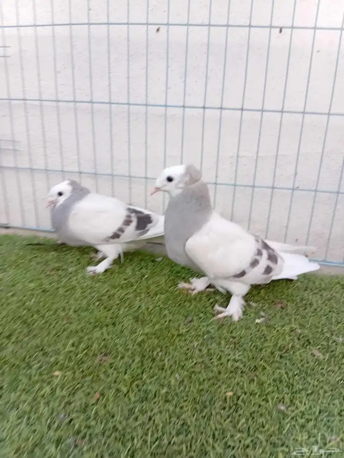 طبه تركي طواقي 0