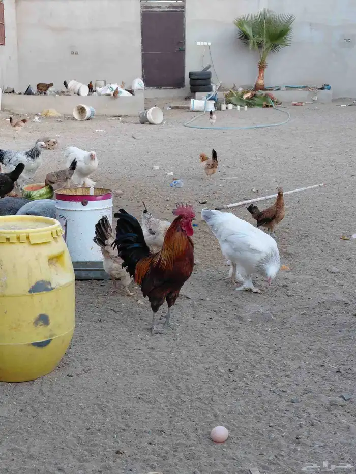 طقم برهما حجم جامبو وديك ابو تاج 10