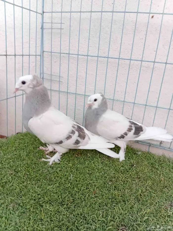 طبه تركي طواقي 3