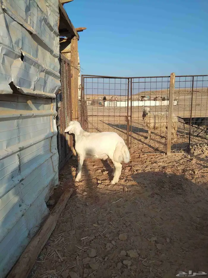 خروف لباني مقفل شحم على الحليب والشعير 4