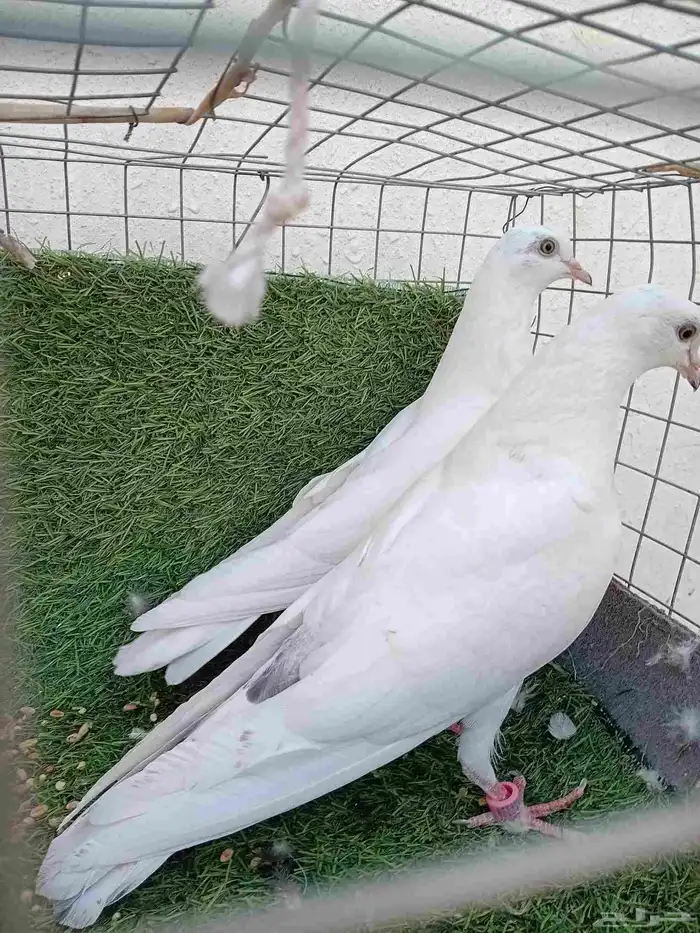 للبيع طبات باكستاني 0