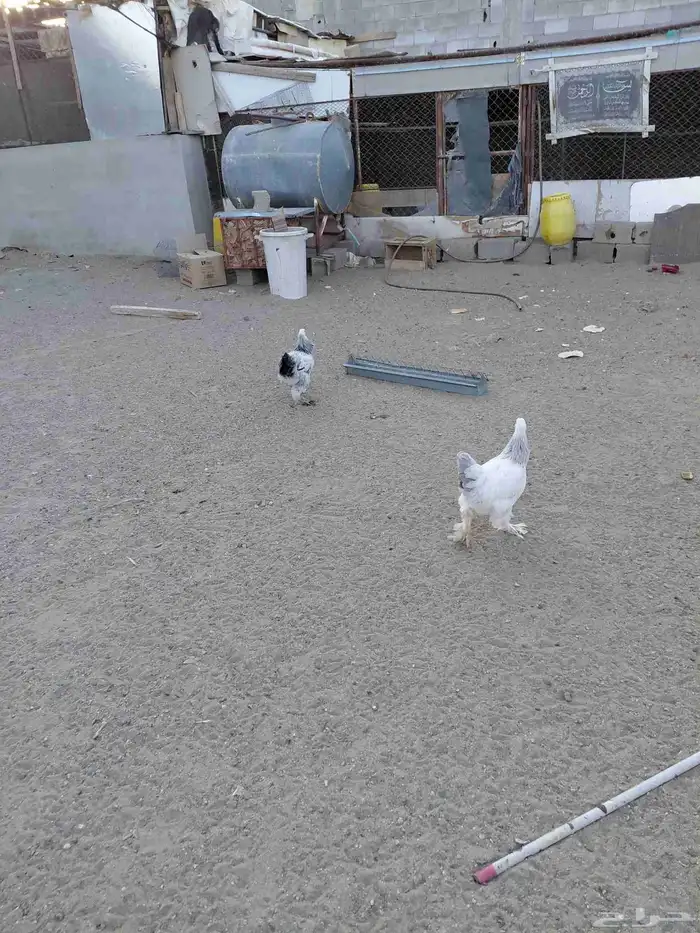 طقم برهما حجم جامبو وديك ابو تاج 4