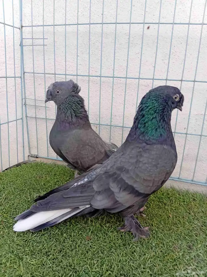 زوج تركي اخضر 5