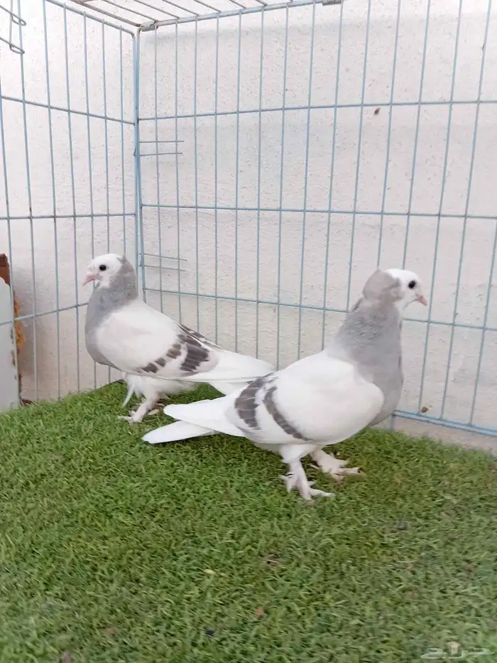 طبه تركي طواقي 5