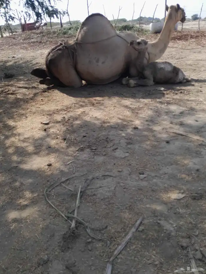 ناقه اركه للبيع 1