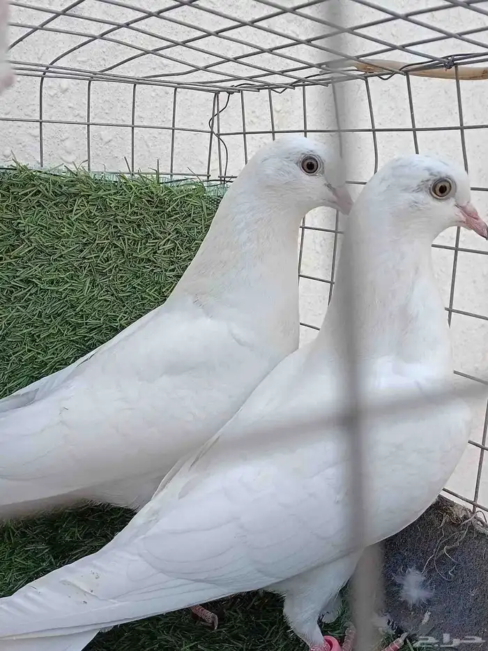 للبيع طبات باكستاني 1