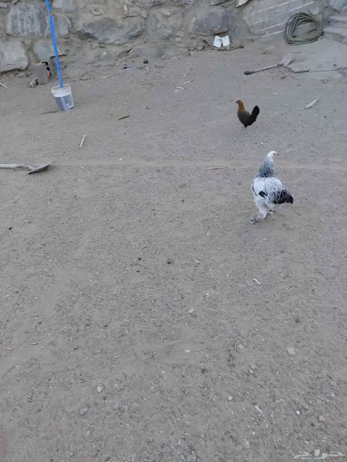 طقم برهما حجم جامبو وديك ابو تاج 6