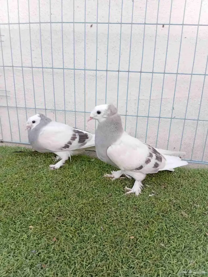 طبه تركي طواقي 1