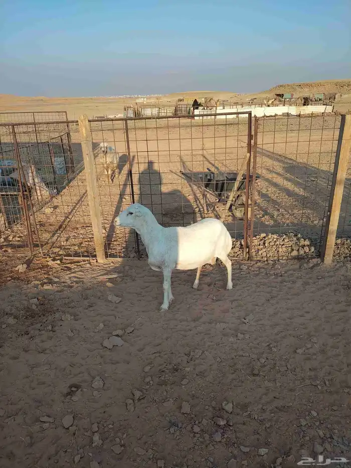 شاه حايل مقفله شحم على الشعير والبرسيم والتبن 4