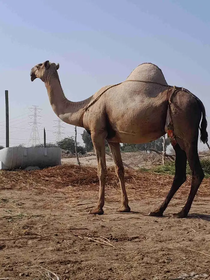 ناقه اركه للبيع 0