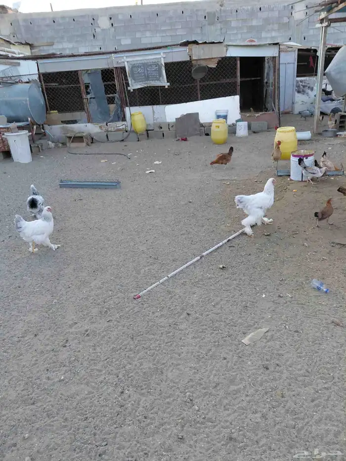 طقم برهما حجم جامبو وديك ابو تاج 3