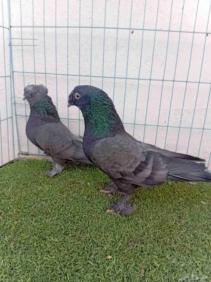 زوج تركي اخضر 1