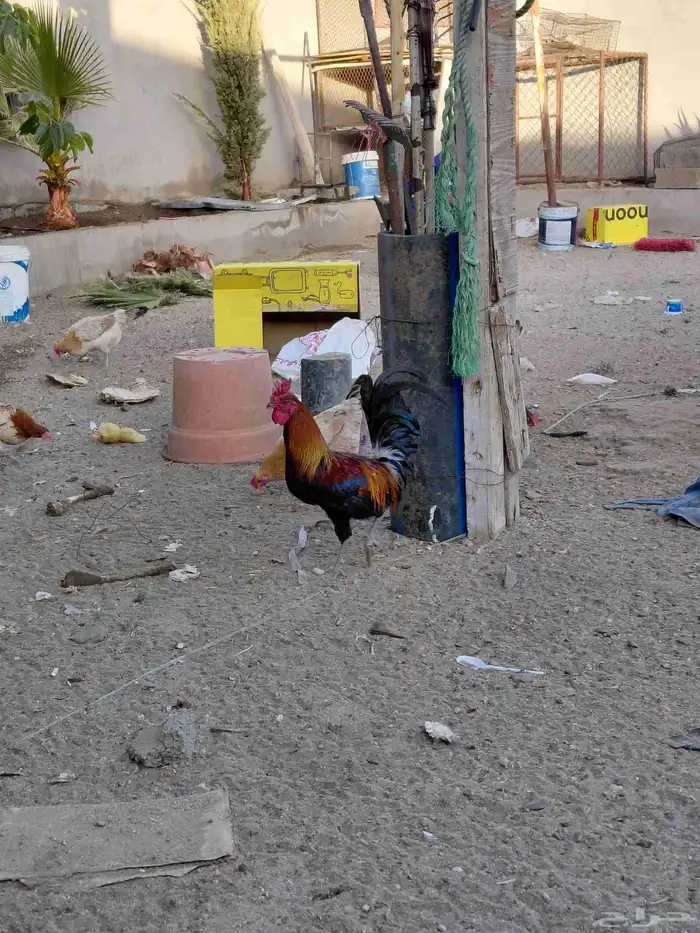 طقم برهما حجم جامبو وديك ابو تاج 11