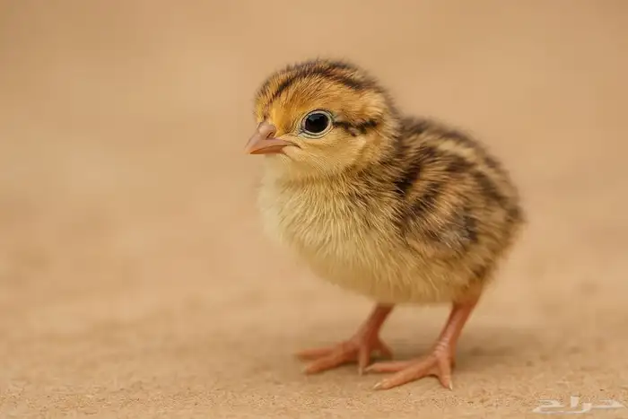 صوص سمان ياباني 0