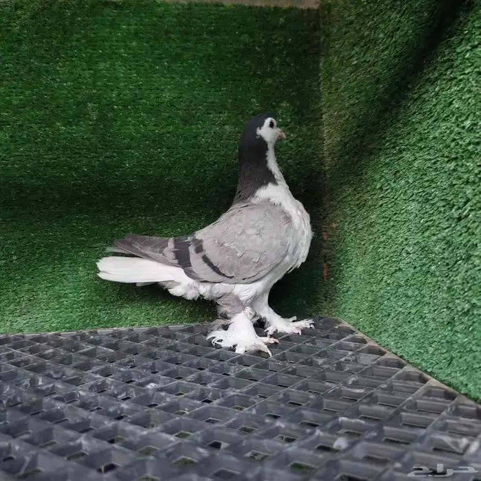 طبه شيرازي او لاهوري ازرق مستويات قويه 1