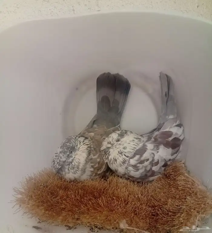 حمام جوزين منتج 0