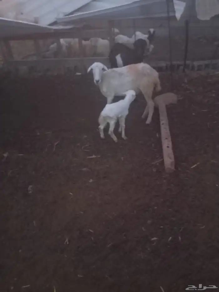 نعجه منتوج معها رخل سن ثني نعجه شرط ورايمه بنتها 0