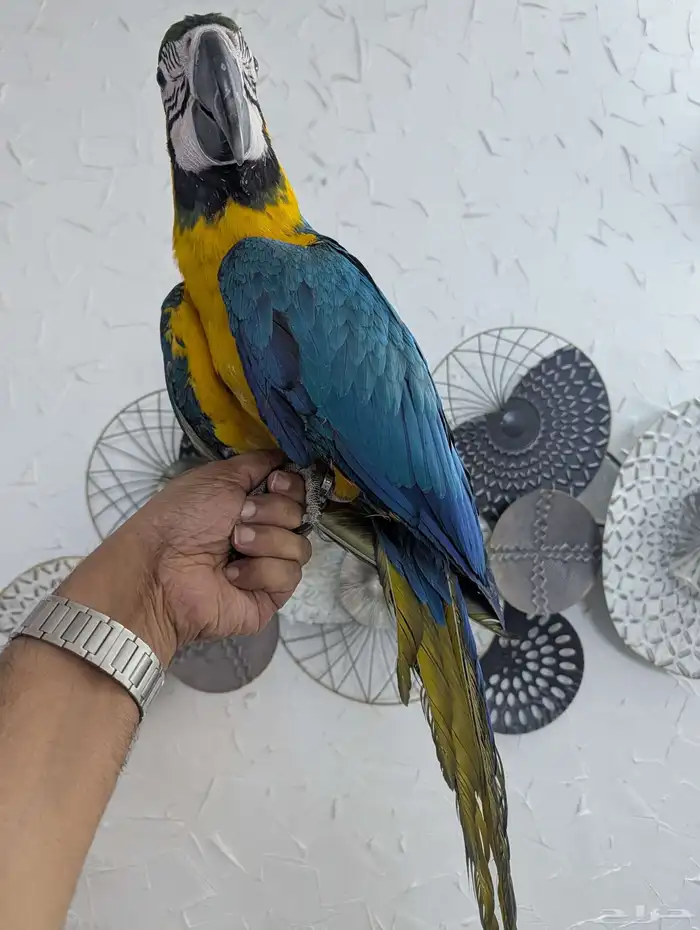 مكاو بلو اند قولد فرخ 3