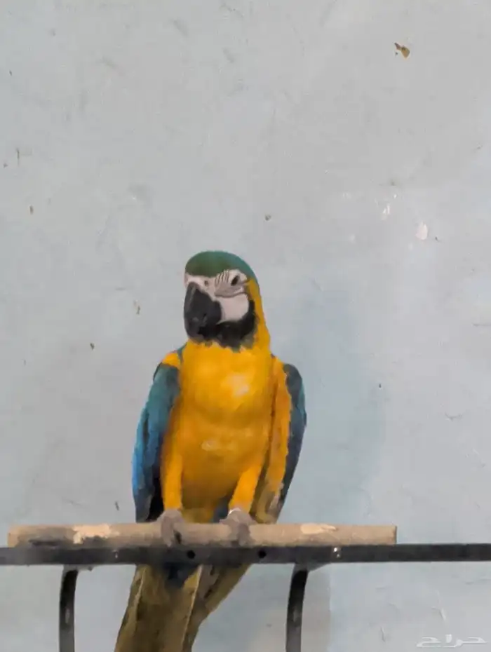 مكاو بلو اند قولد فرخ 5