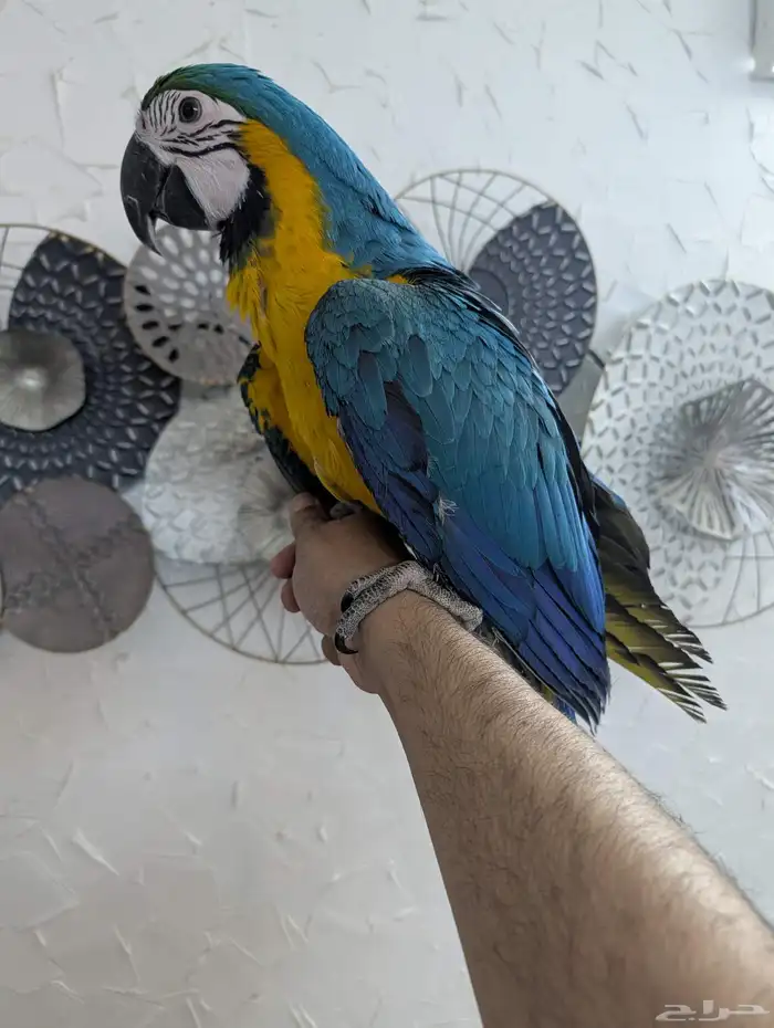 مكاو بلو اند قولد فرخ 0