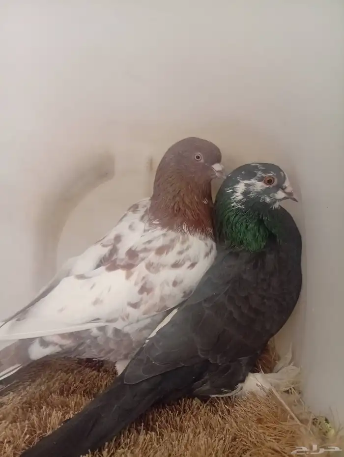 حمام جوزين منتج 2