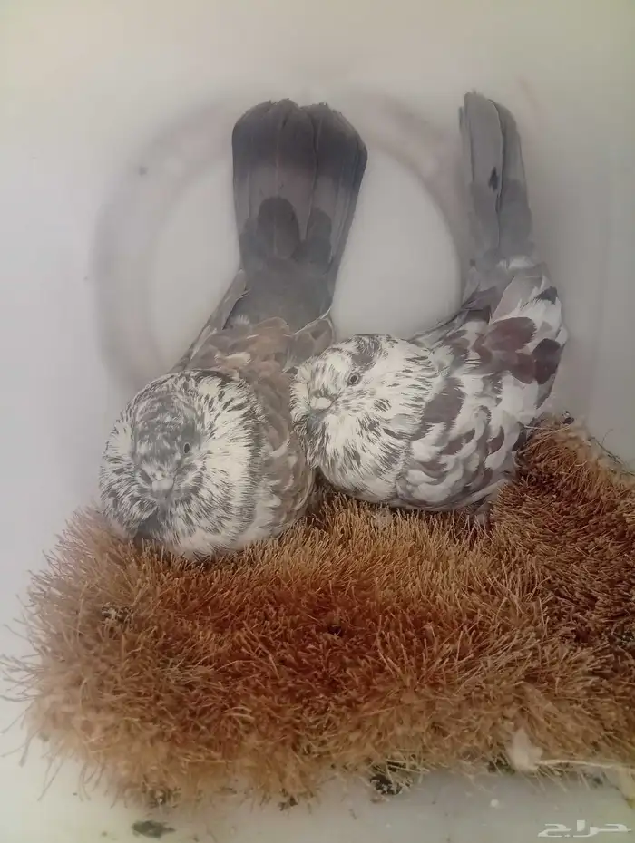 حمام جوزين منتج 1